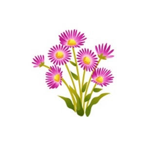 Aster